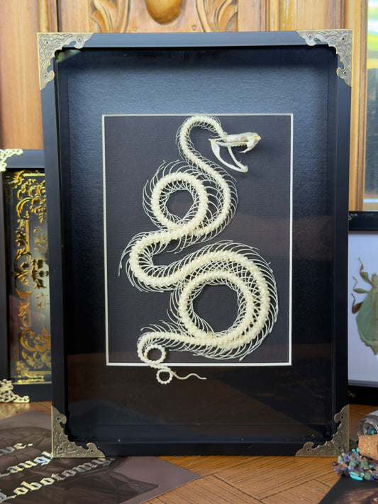 White Lipped Pit Viper Trimeresurus Albolabris Framed Skeleton Specimen