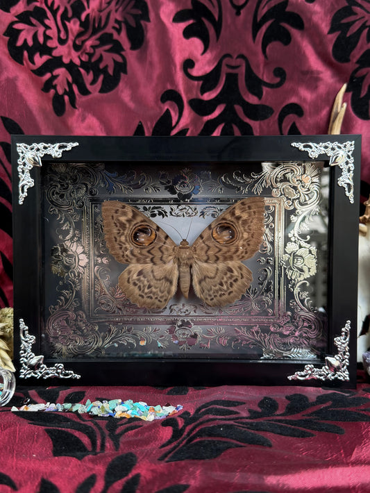 Eyed Witch Moth Eupatula Macrops Framed Specimens (SILVER)