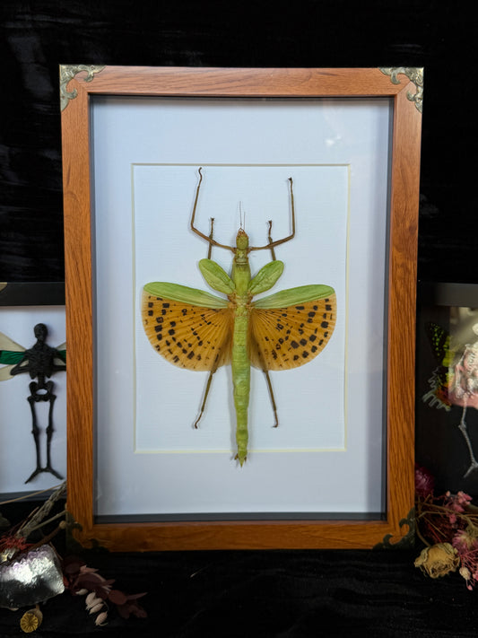 Leopard Stick Insect Paracyphocrania major, Framed Specimen
