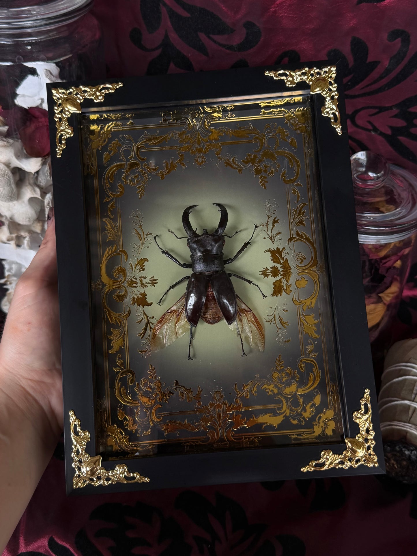 STAG BEETLE - Dorcus titanus yasuokai spread Framed specimen *LOPSIDED WINGS*