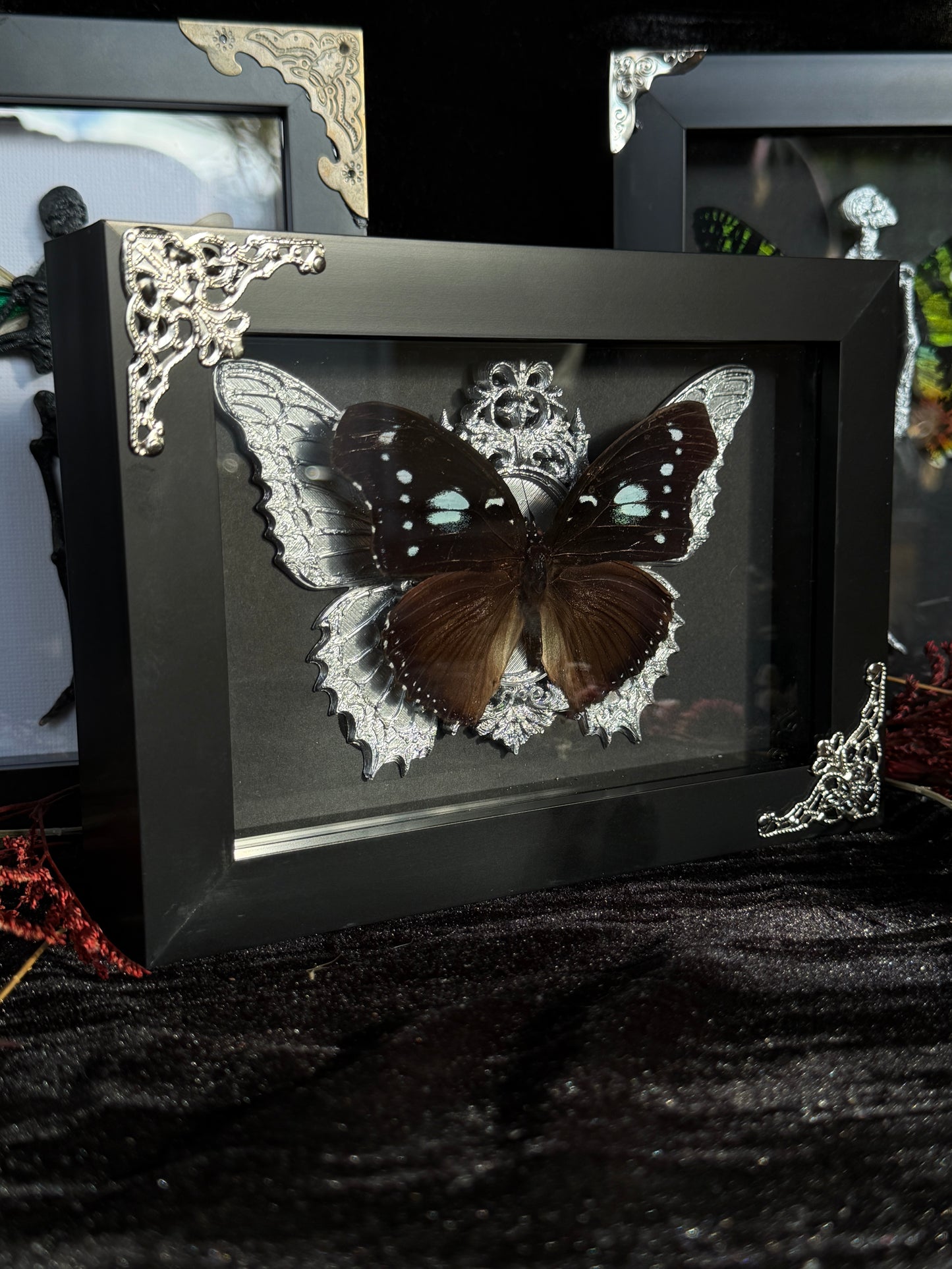 BLUE MOON BUTTERFLY- Framed Specimen * missing antenna*