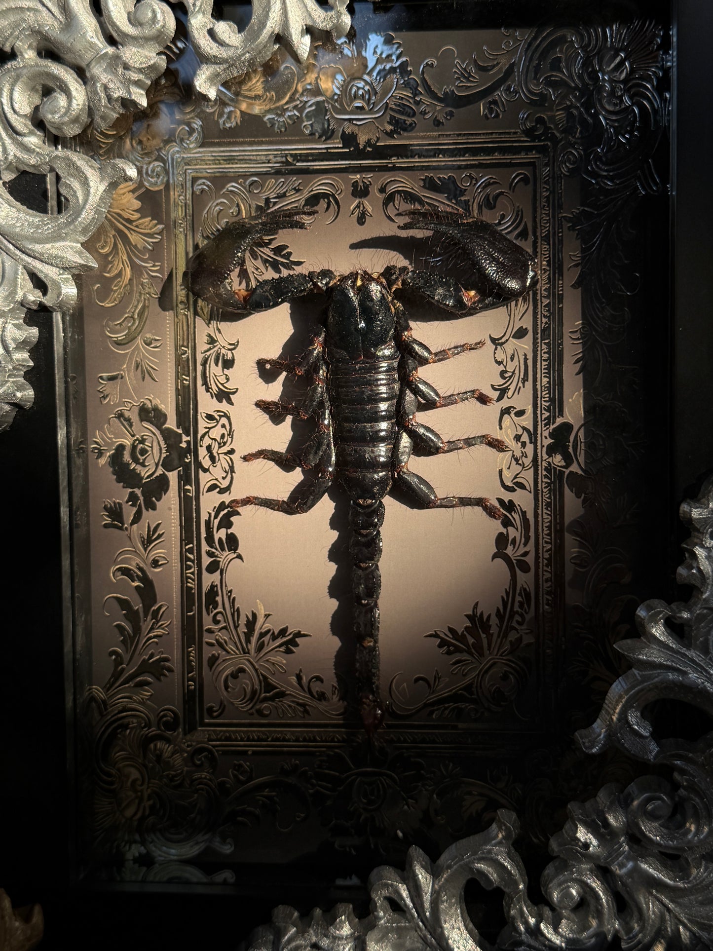 Forest Scorpion - Genus Heterometrus Frames Specimen