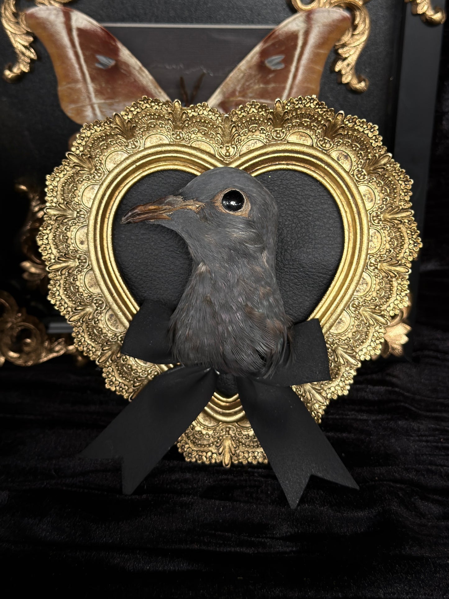 PIGEON HEAD - Mother of Hades Small Gold Heart Open Display Frame