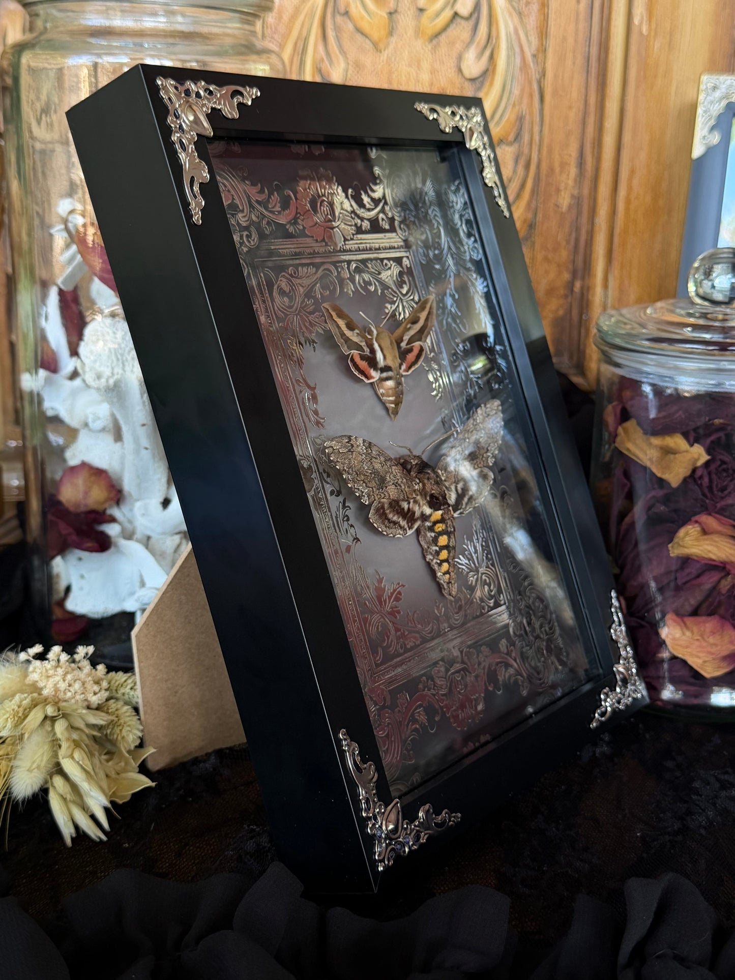 MOTH DUO Hawk Moths Hyles Gallii & Mansuca SP. Framed Specimen