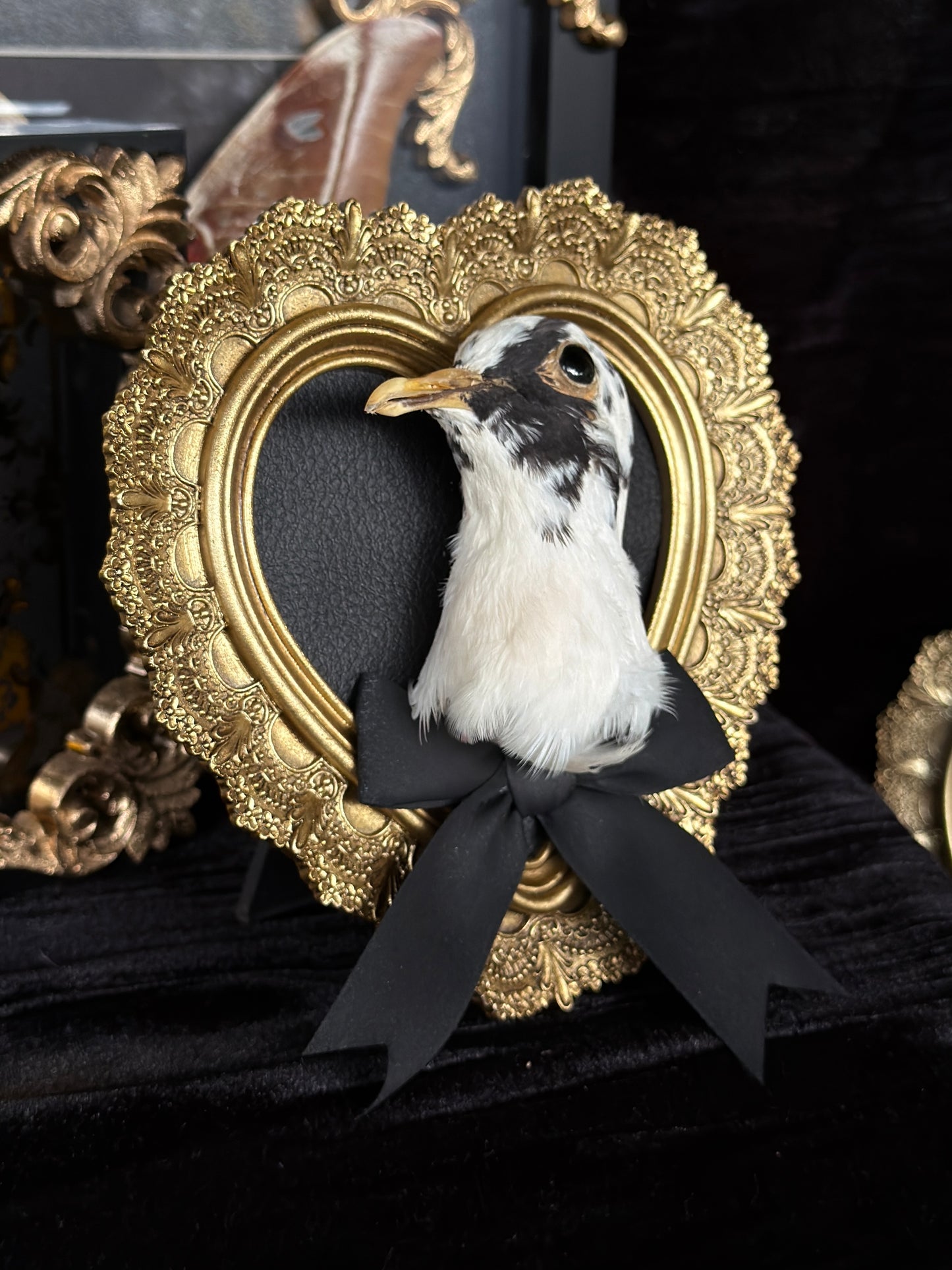 PIGEON HEAD - Mother of Hades Small Gold Heart Open Display Frame