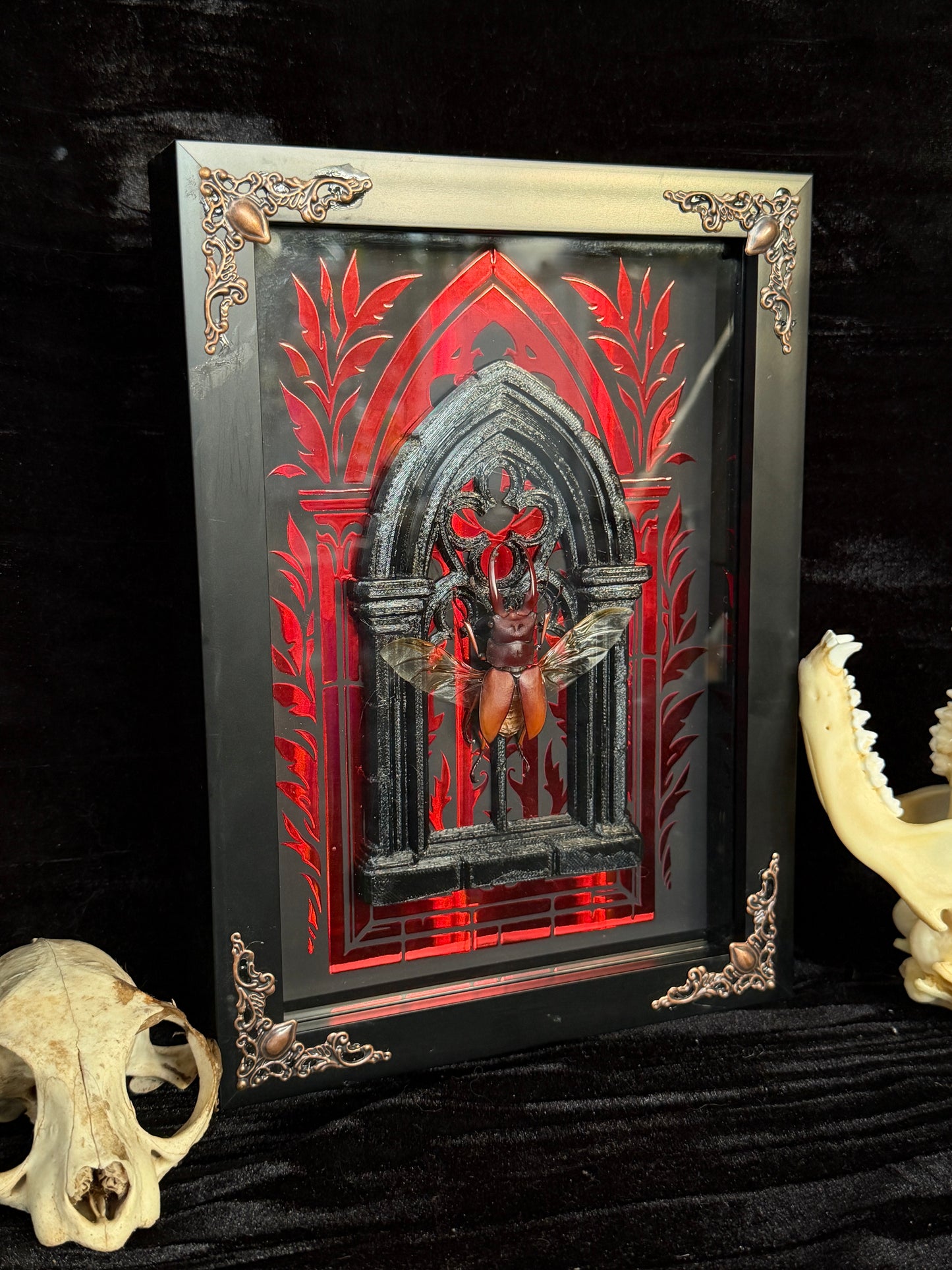 STAG BEETLE framed specimens - name in description