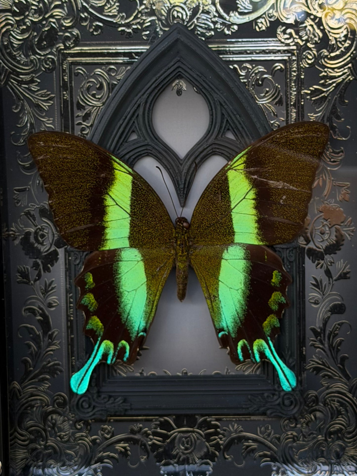 GREEN SWALLOWTAIL - Papilio Blumei Framed Specimen *DAMAGED*