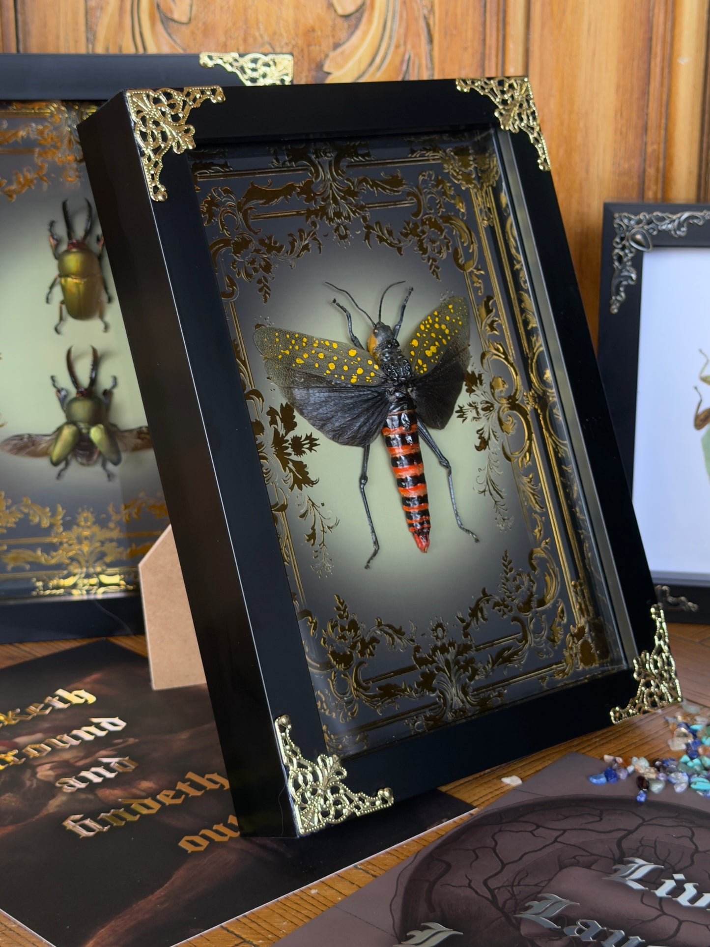 Northern Spotted Grasshopper Aularches Punctatus Framed Specimen