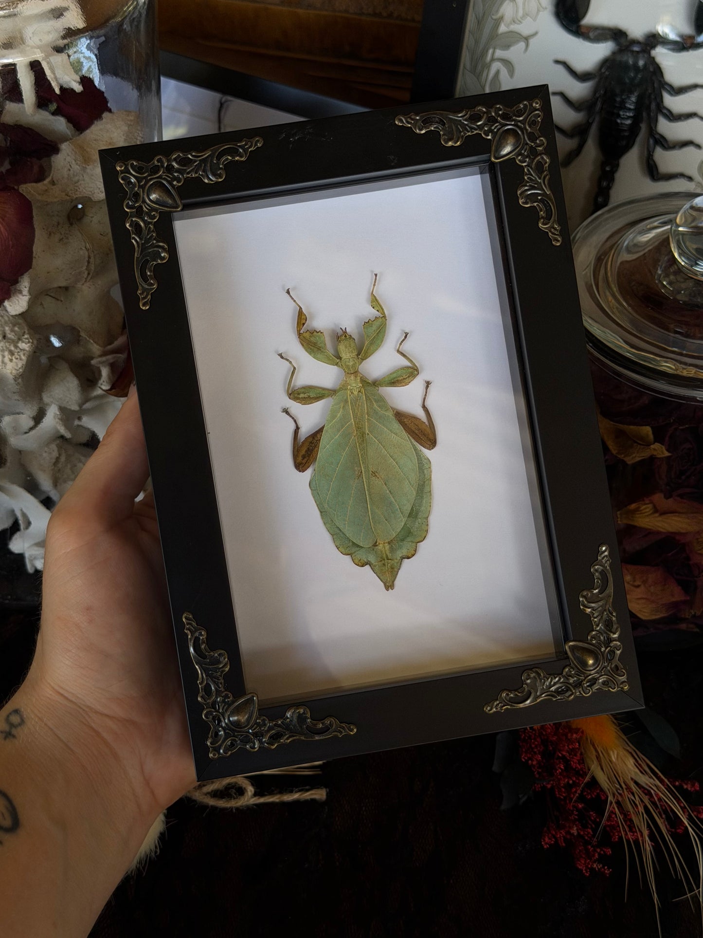 Leaf Insect Phyllium nisus 4x6” Framed Specimen