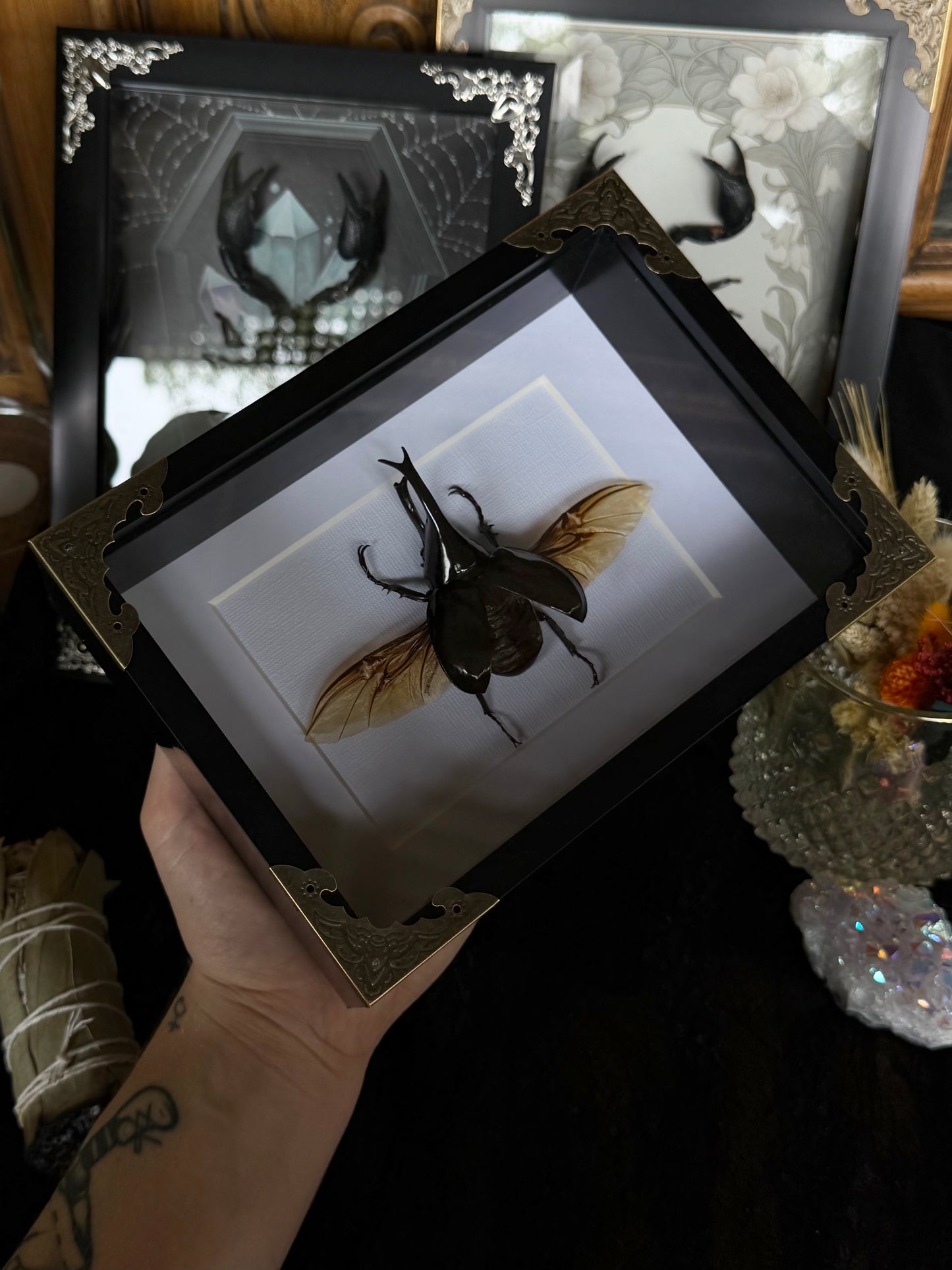 Rhinoceros Beetle Xylotrupes gideon - SPECIMEN FRAME
