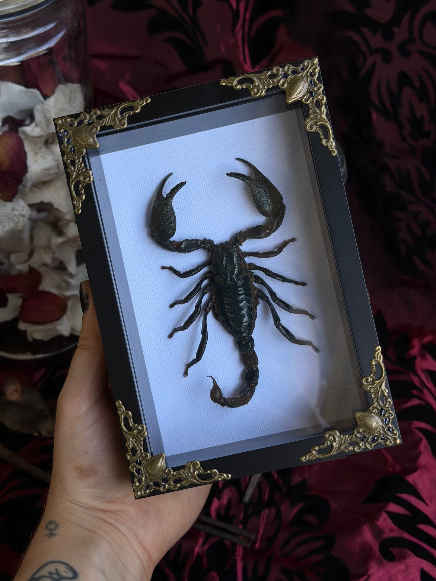 Forest Scorpion - Genus Heterometrus Frames Specimen