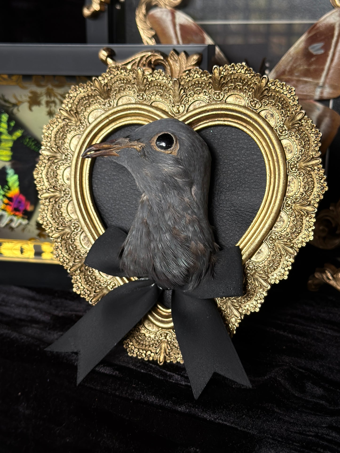 PIGEON HEAD - Mother of Hades Small Gold Heart Open Display Frame