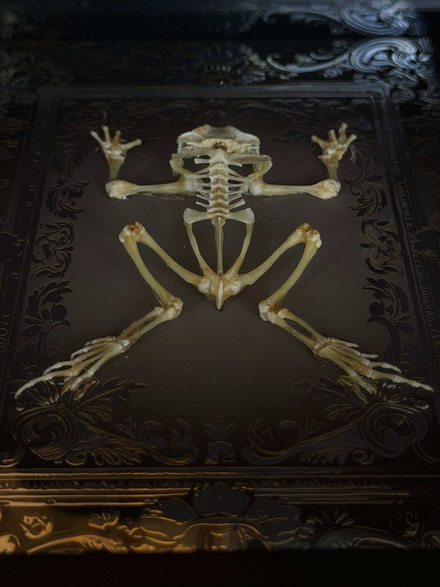 Asian Common Toad Skeleton - Duttaphrynus melanostictus Framed Specimen