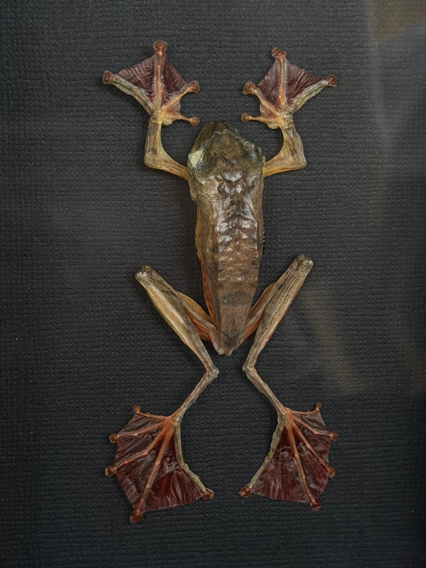 Harlequinn Tree Frog Rhacophorus pardalis Framed Specimen