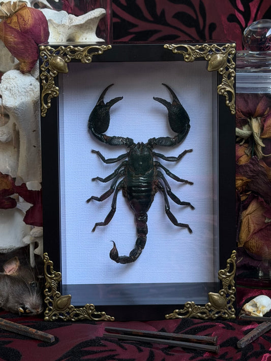 Forest Scorpion - Genus Heterometrus Frames Specimen