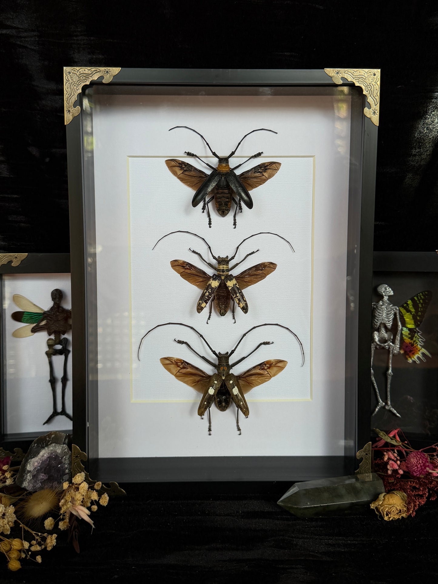 LONG HORN BEETLE TRIO - Framed Specimen