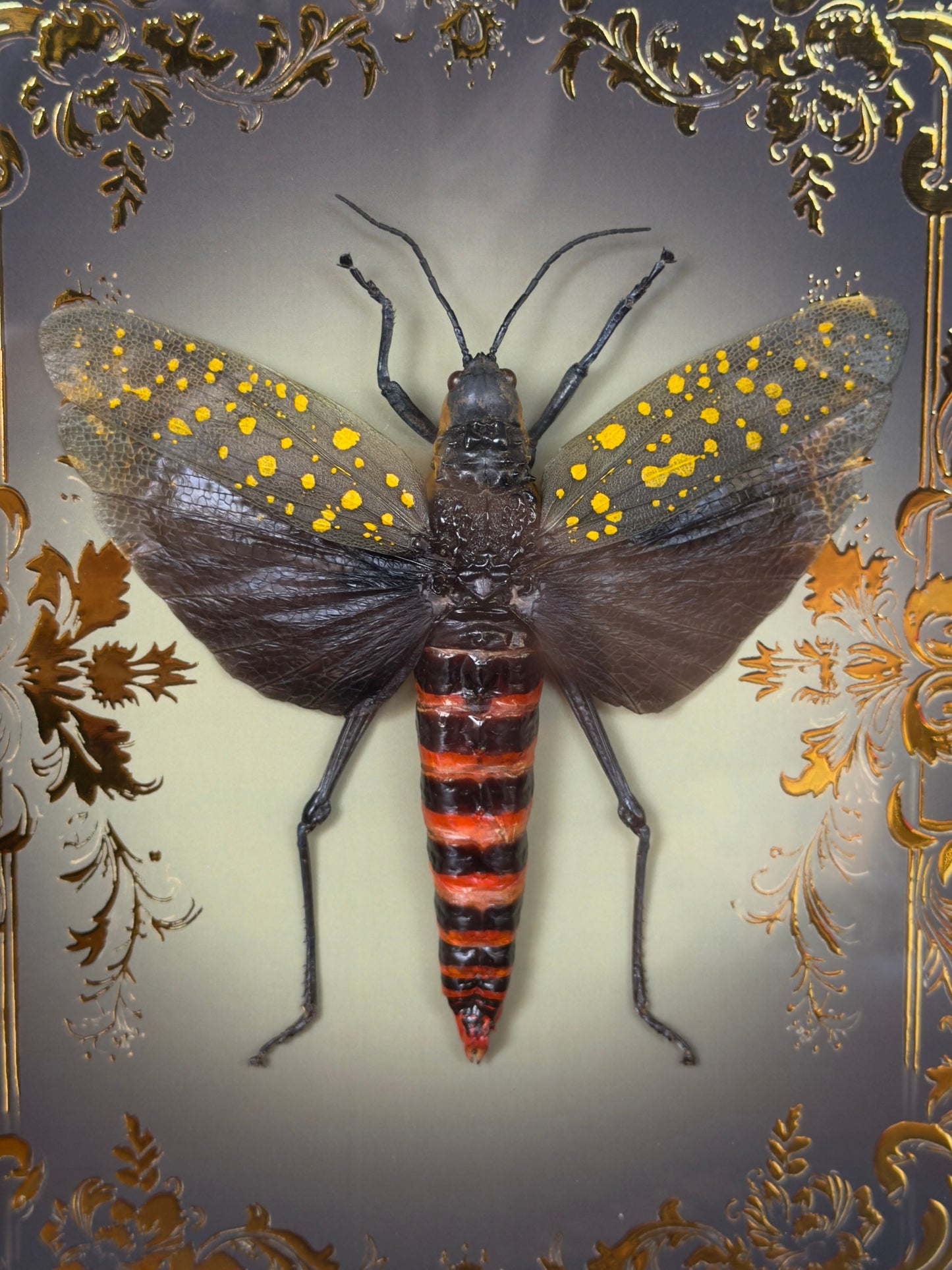 Northern Spotted Grasshopper Aularches Punctatus Framed Specimen