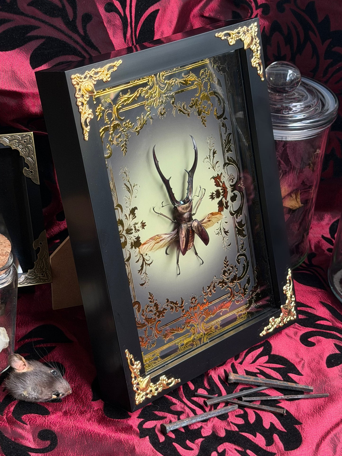 Metallicus Stag Beetle - Cyclommatus metallifer Framed Specimen