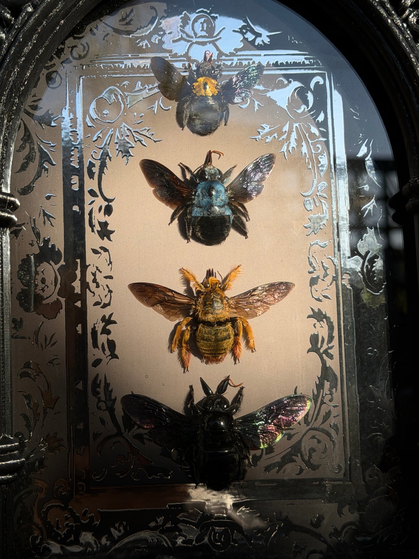 Quad Carpenter Bee Framed Specimens (SILVER) - names in description