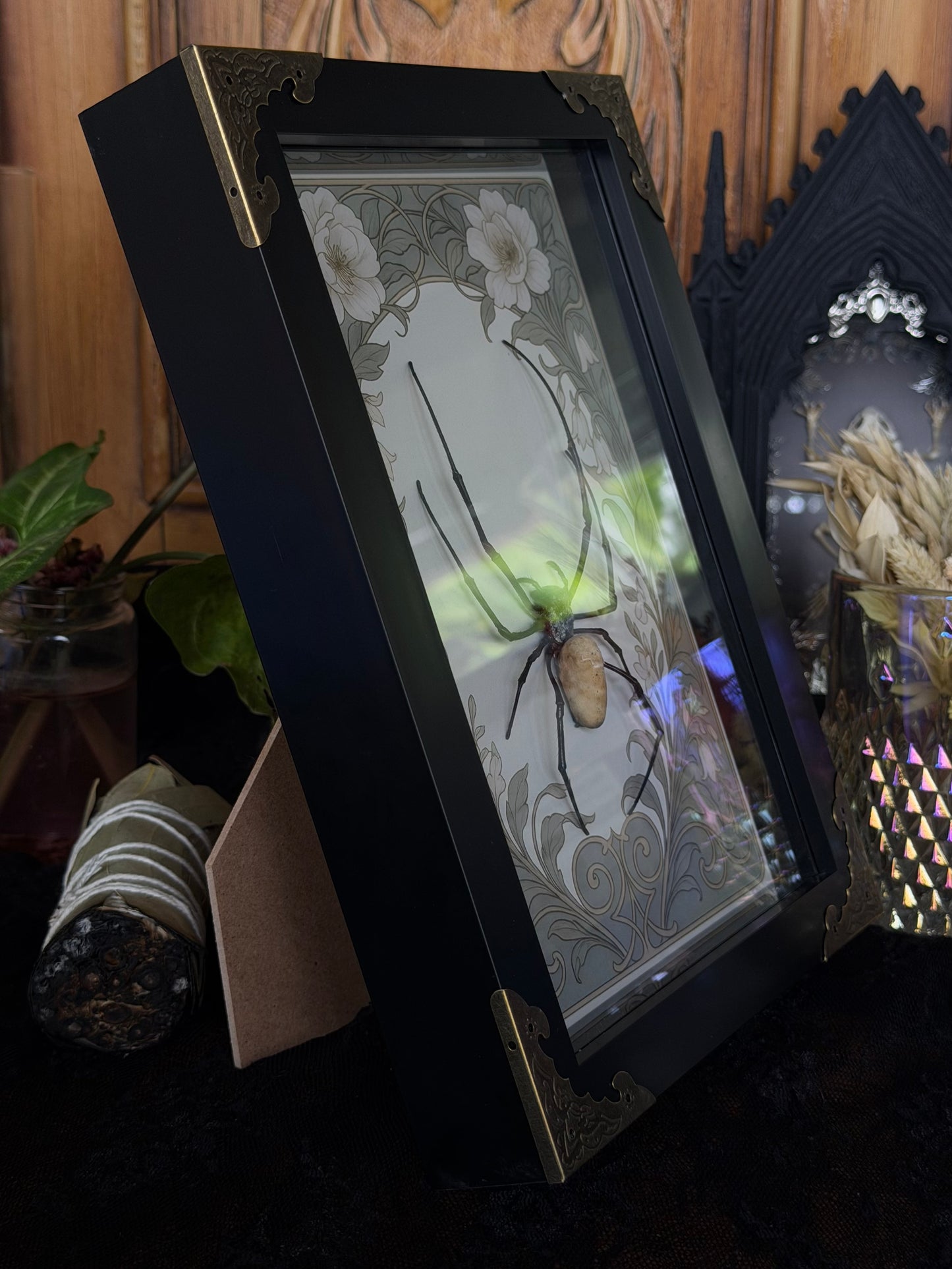 Orb Weaver Spider Nephila vitiana Frames Specimen (SAGE)