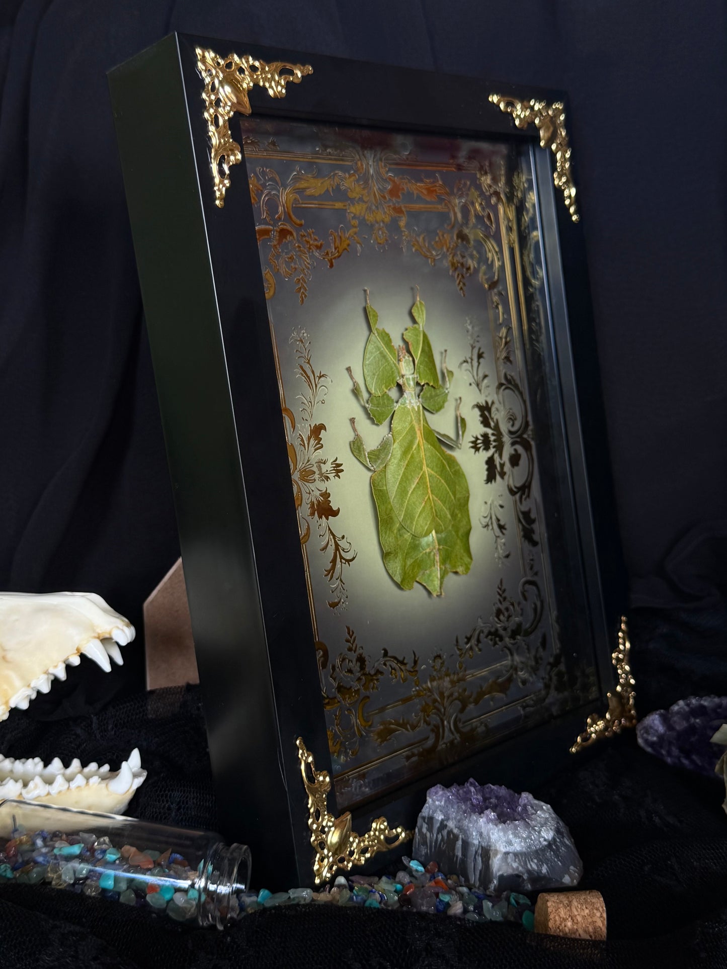 Leaf Bug Pulchriphyllium Pulchrifolium Framed Specimen