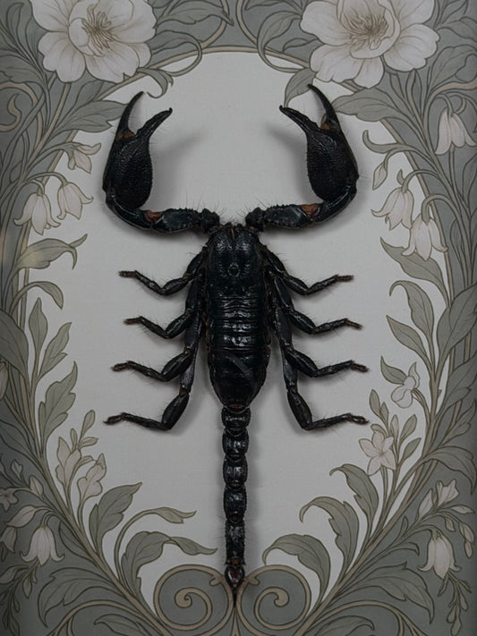Forest Scorpion - Genus Heterometrus Frames Specimen (SAGE)
