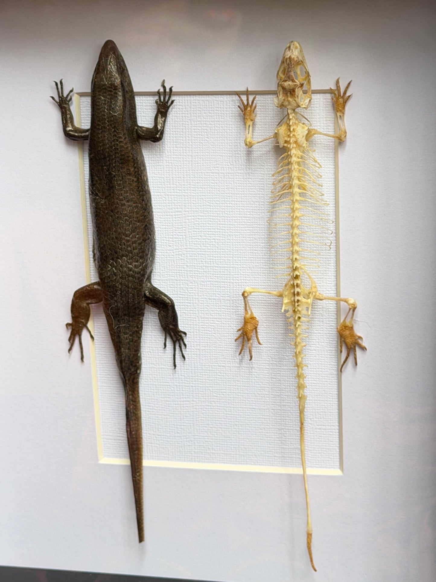 SKINK DUO Indian Brown Skink & Skeleton - Eutropis multifasciata -  Framed Specimen