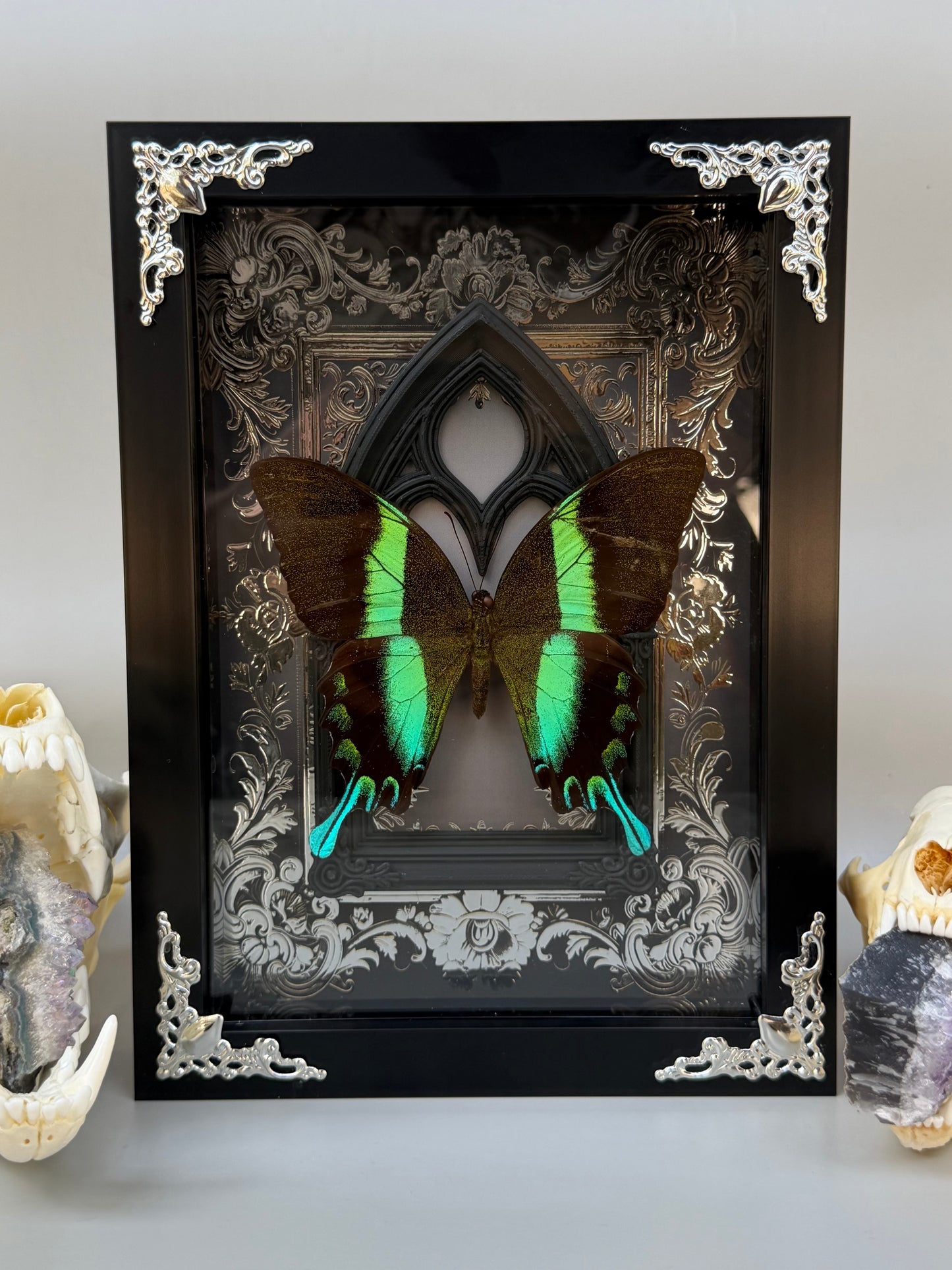 GREEN SWALLOWTAIL - Papilio Blumei Framed Specimen *DAMAGED*