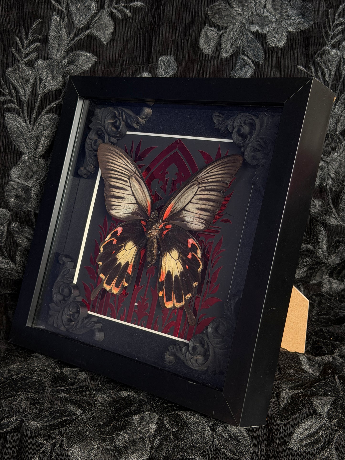 THE GREAT MORMON - Red Mother of Hades Butterfly Frame