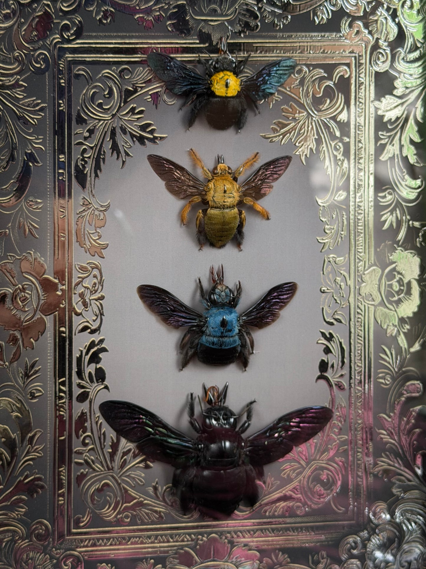 Quad Carpenter Bee Framed Specimens (SILVER) - names in description