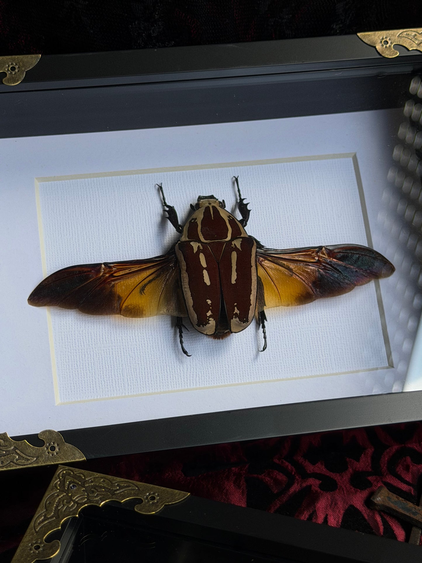 Uganda Flower Beetle - Mecynorrhina torquata ugandensis Framed Specimen