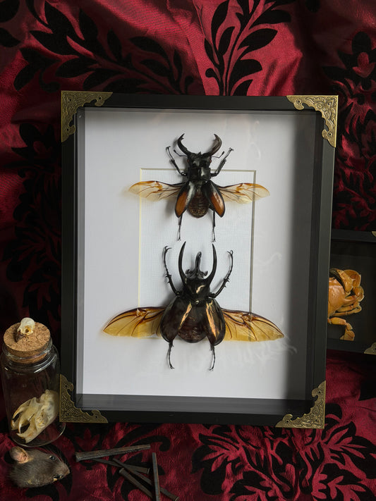 BEETLE DUO - Stag Beetle & Atlas beetle Frames Specimen