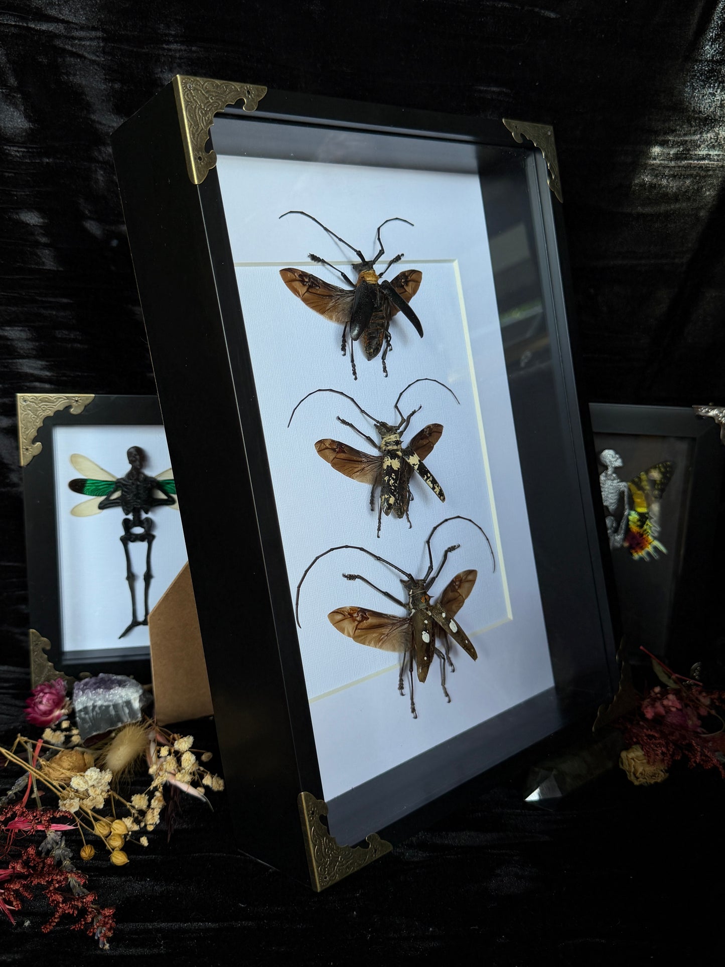 LONG HORN BEETLE TRIO - Framed Specimen