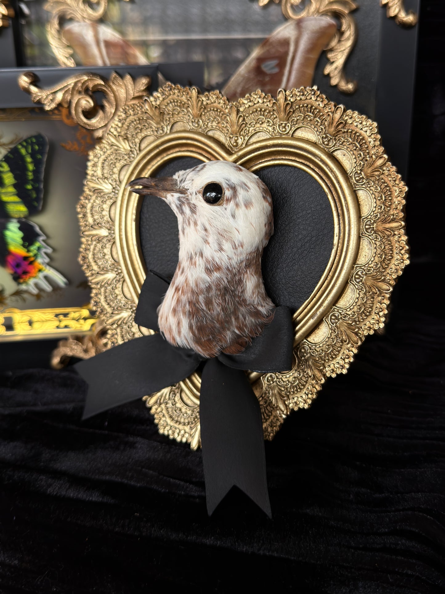 PIGEON HEAD - Mother of Hades Small Gold Heart Open Display Frame