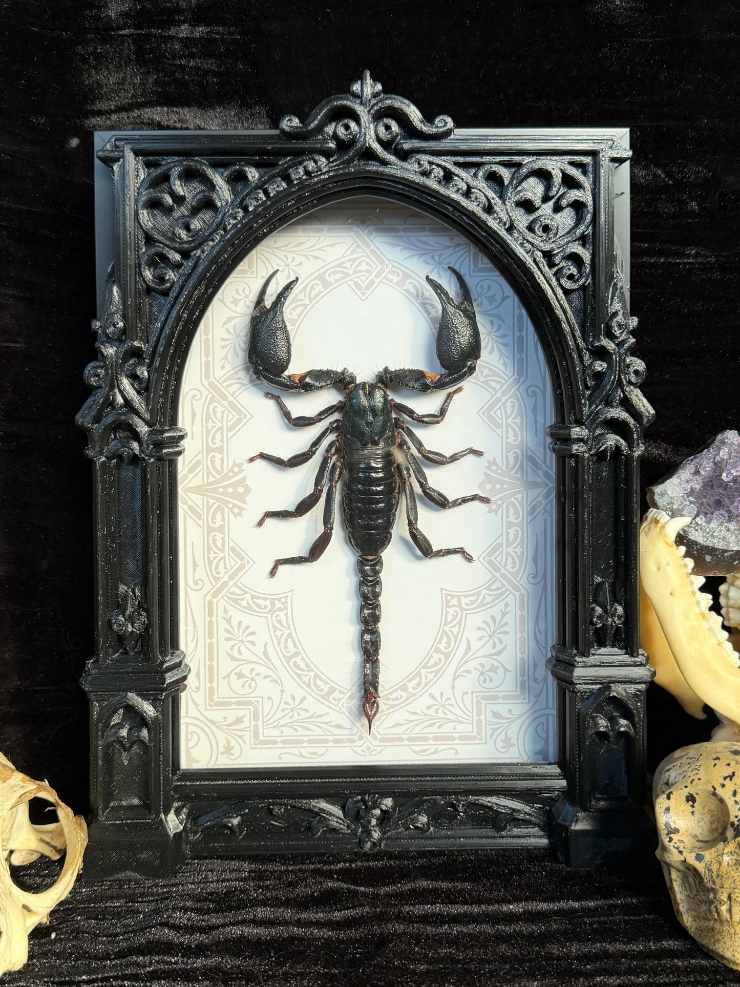 Forest Scorpion - Genus Heterometrus Frames Specimen