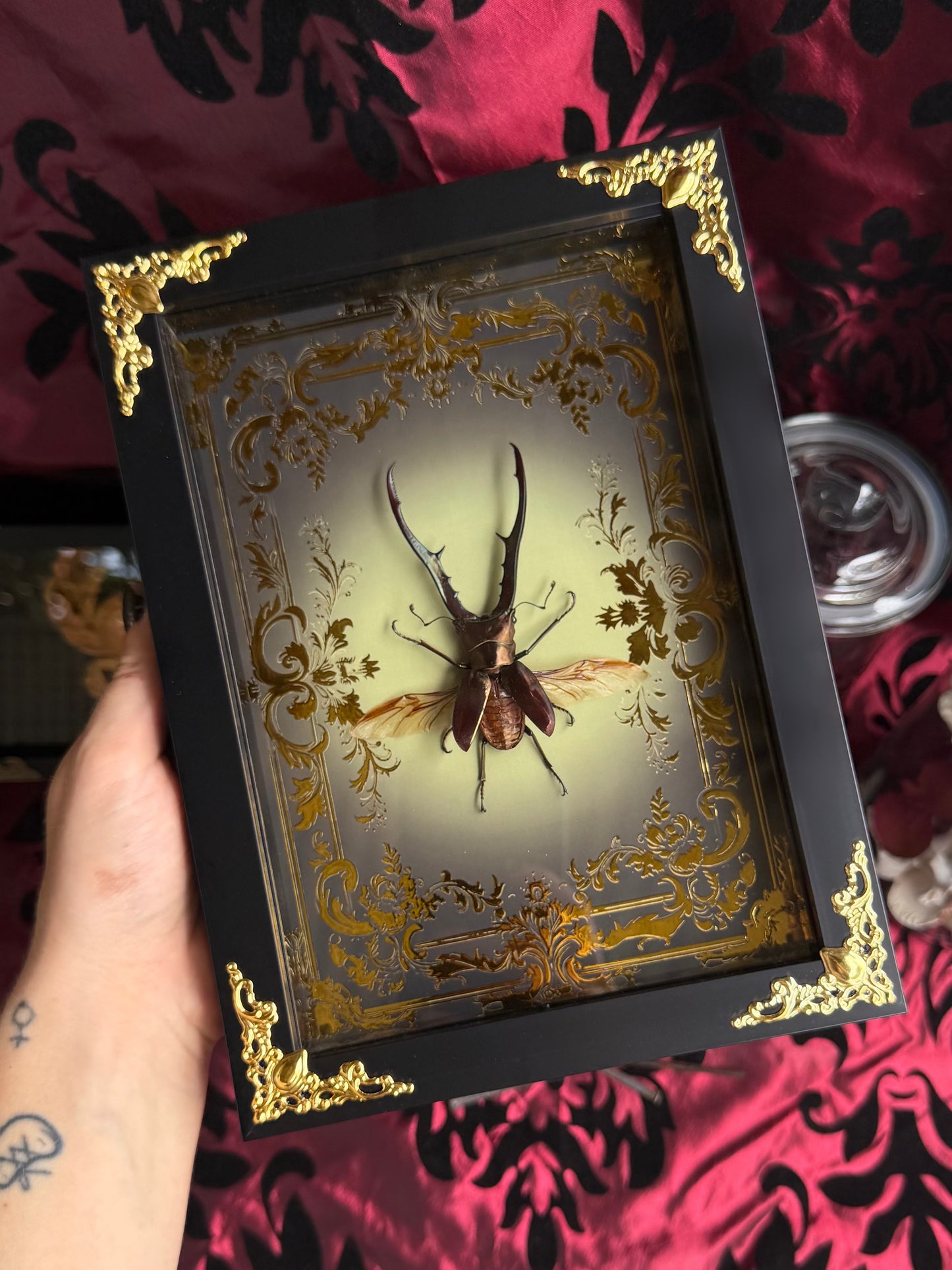 Metallicus Stag Beetle - Cyclommatus metallifer Framed Specimen