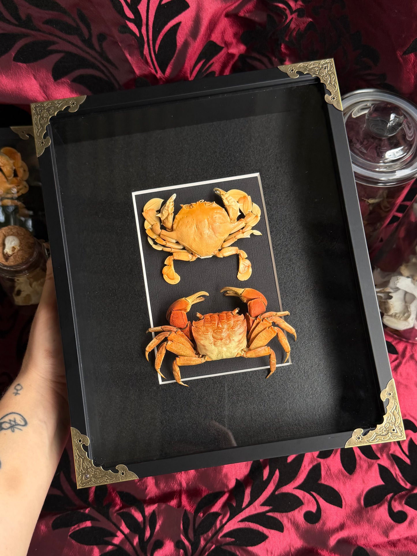 CRAB DUO - Moon crab & Mangrove crab A4 Framed Specimen