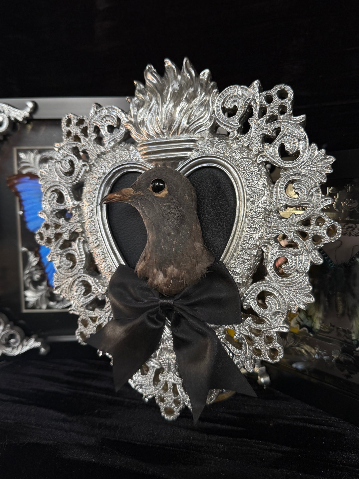 PIGEON HEAD - Mother of Hades Silver Heart Open Display Frame