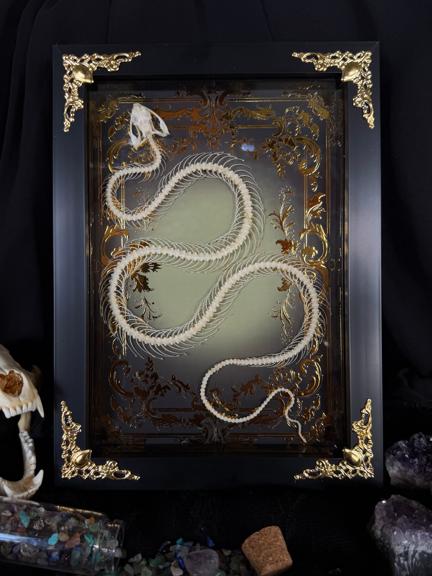 White-lipped Pit Viper Snake Skeleton-Trimeresurus albolabris Framed specimen