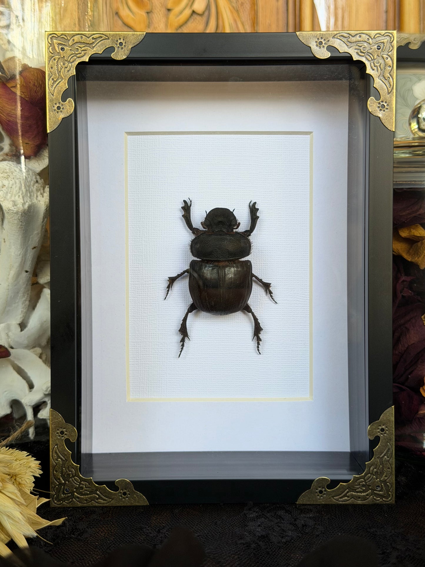 Elephant Dung Beetle Heliocopris bucephalus Framed Specimen