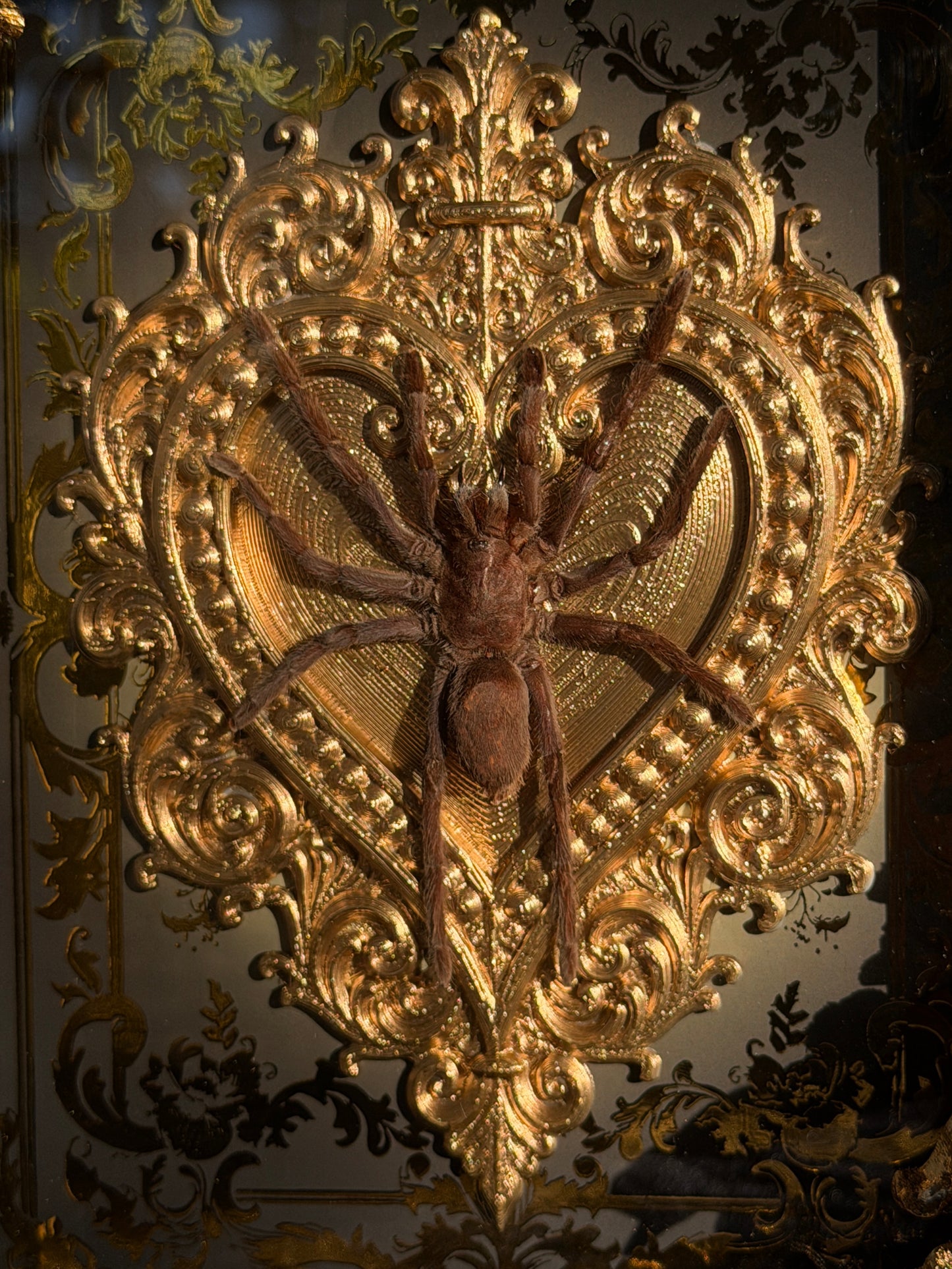 Javan Yellow-kneed Tarantula- Selenocosmia dolichoplectra Framed specimen
