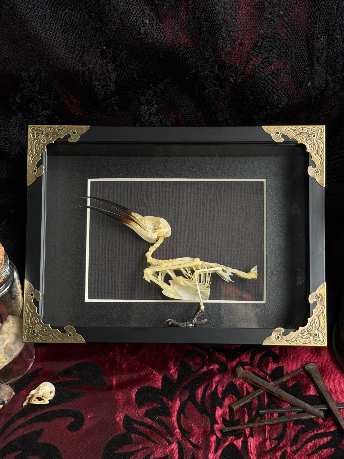 Blue Tailed Bee Eater Bird - Merops Philippines Javanicus Framed Specimen