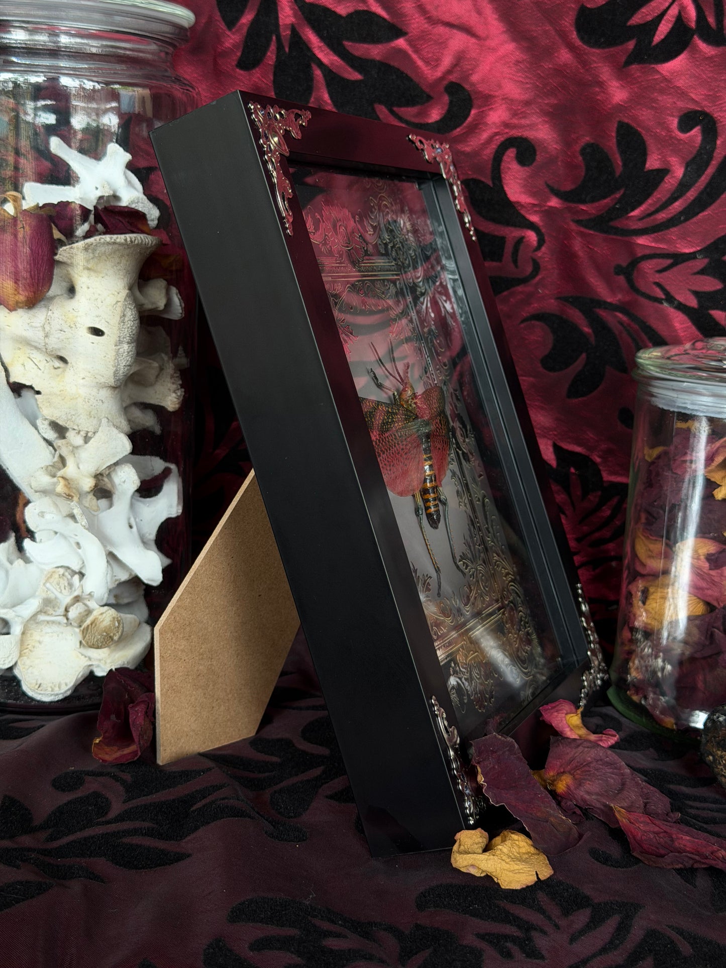 Rainbow Milkweed Locust Phymateus saxosus madagascariensis Tulear Framed Specimen (SILVER)