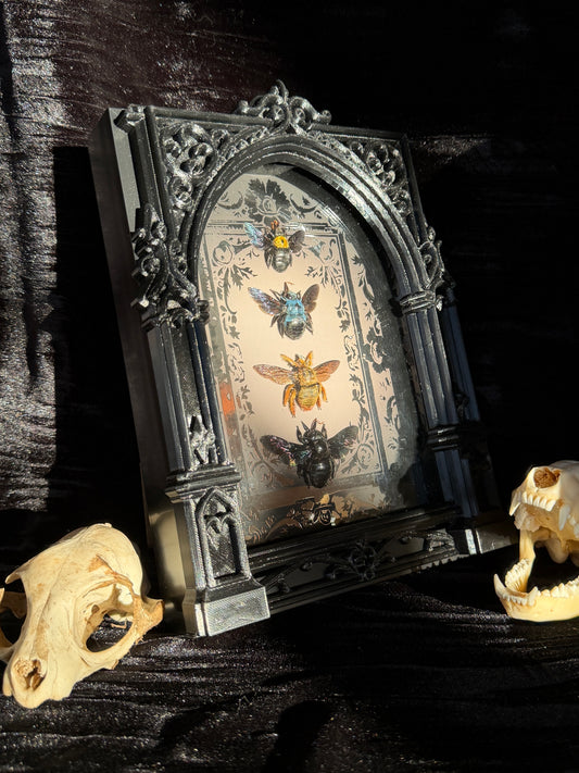 Quad Carpenter Bee Framed Specimens (SILVER) - names in description
