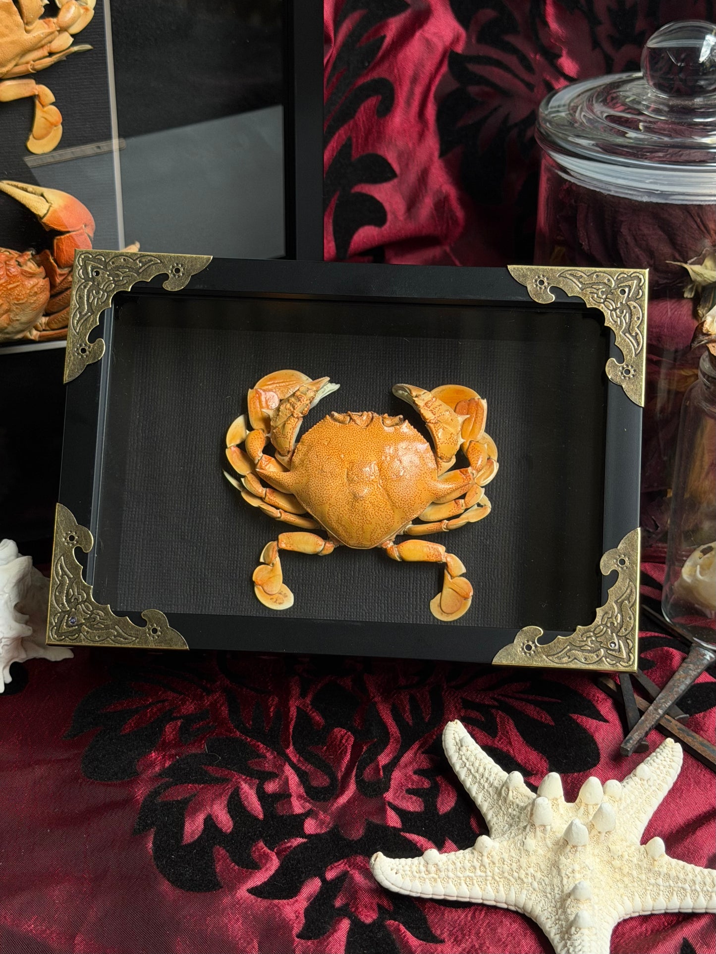 MOON CRAB - Matuta victor Framed Specimen
