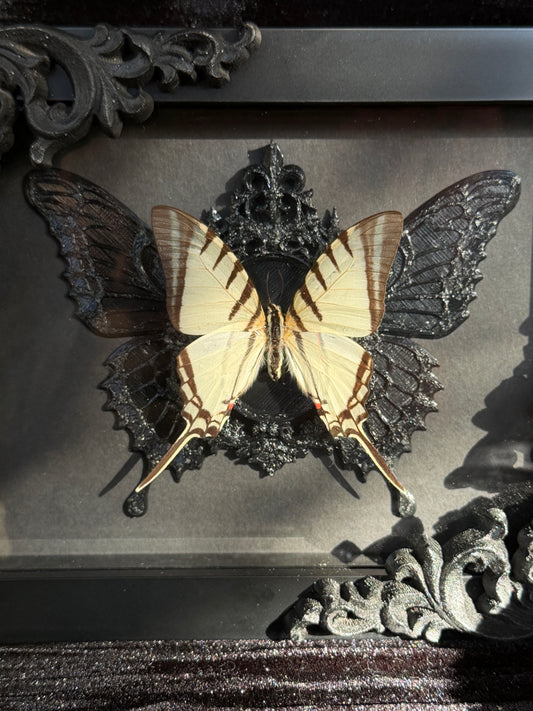 WHITE SWALLOWTAIL BUTTERFLY- Framed Specimen