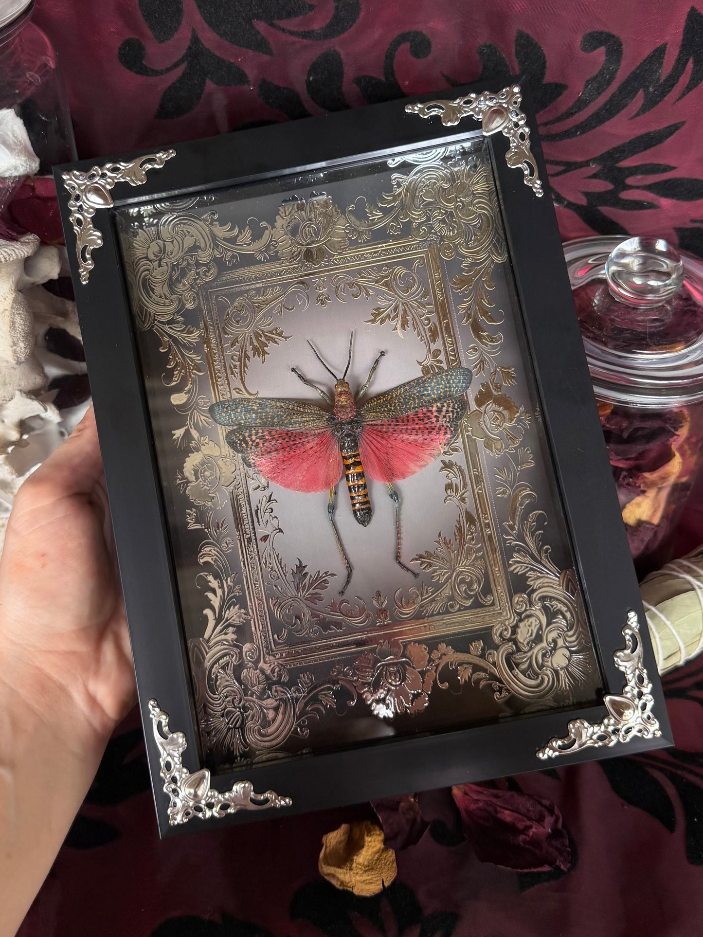 Rainbow Milkweed Locust Phymateus saxosus madagascariensis Tulear Framed Specimen (SILVER)