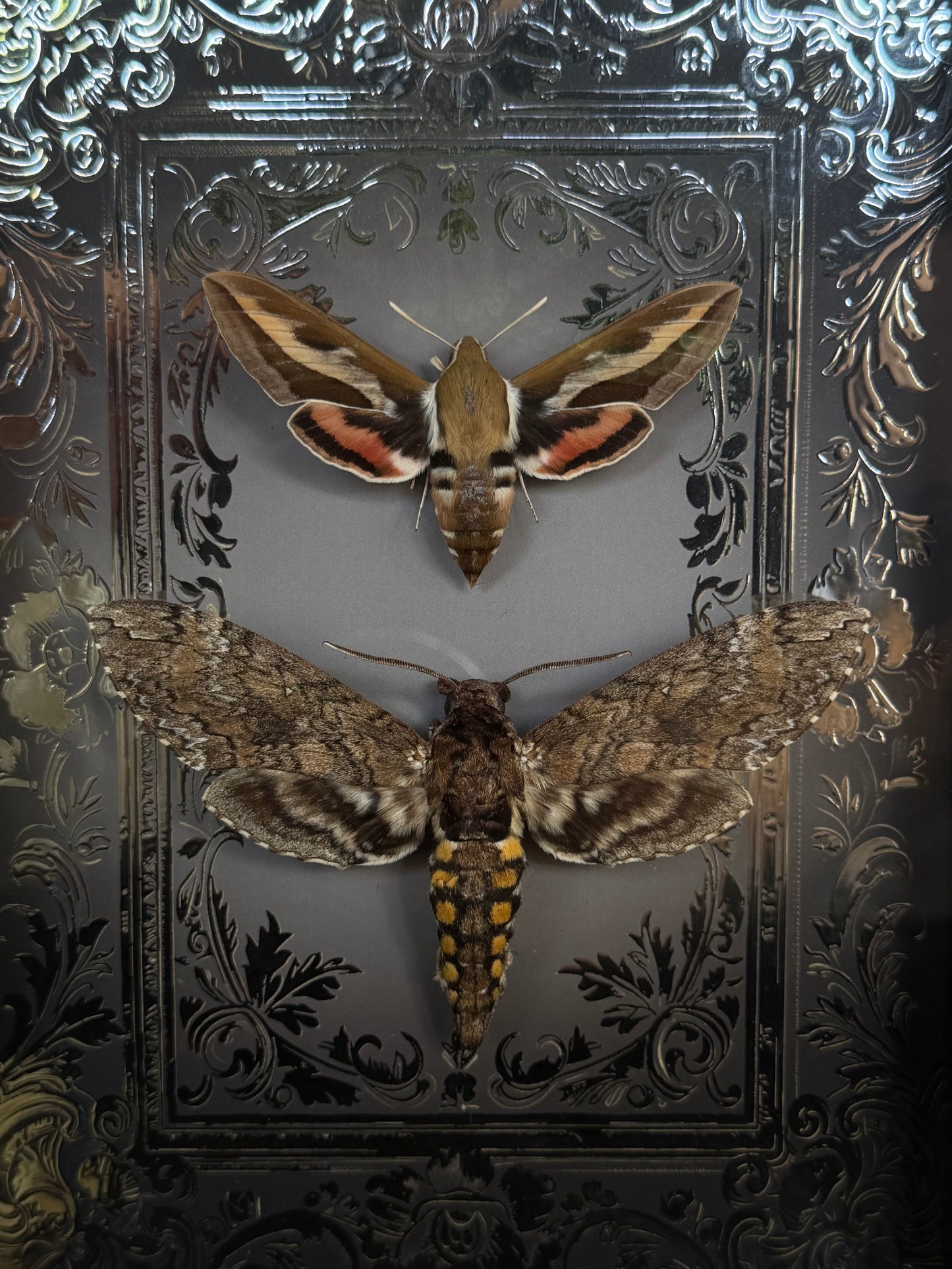 MOTH DUO Hawk Moths Hyles Gallii & Mansuca SP. Framed Specimen