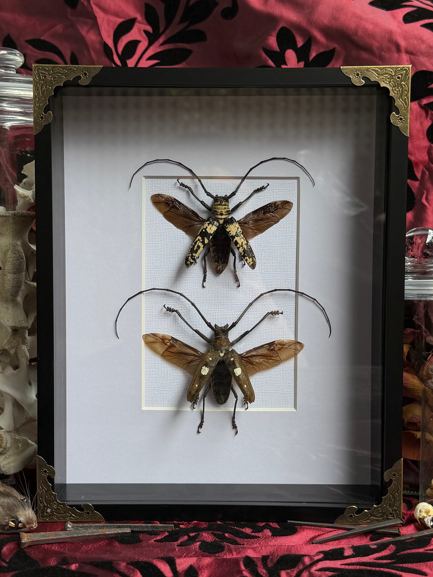 BEETLE DUO - Doesburgia Celebiana & Batocera celebiana A4 Frames Specimen