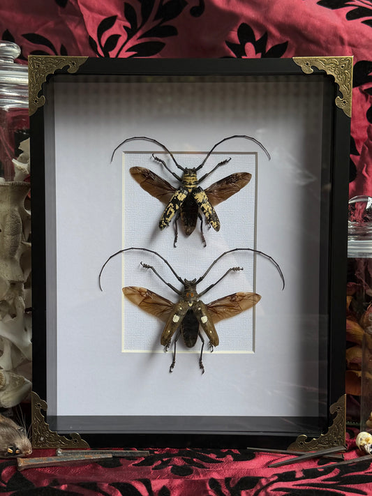 BEETLE DUO - Doesburgia Celebiana & Batocera celebiana A4 Frames Specimen